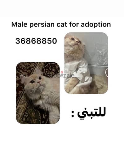 persian cat for adoption