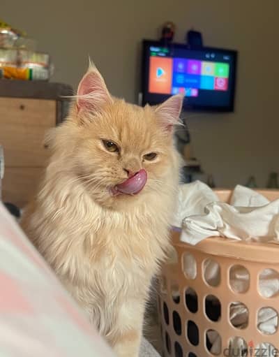 persian cat for adoption