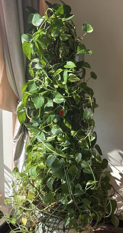 Money plant 5 feet tall for sale