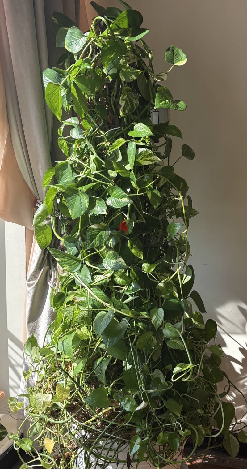 Money plant 5 feet tall for sale 0