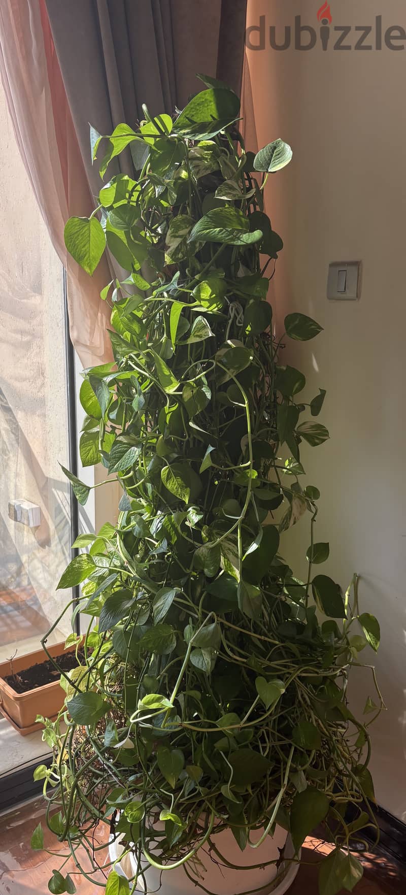 Money plant 5 feet tall for sale 1