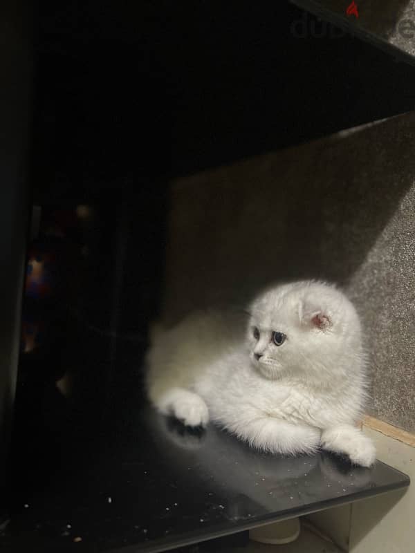 silver female kitten/ كتن نثيه 1