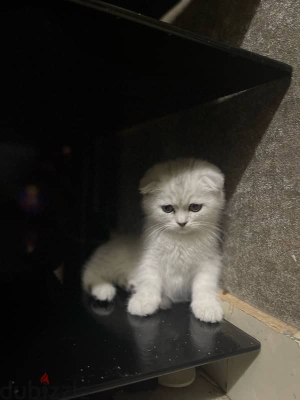 silver female kitten/ كتن نثيه 2