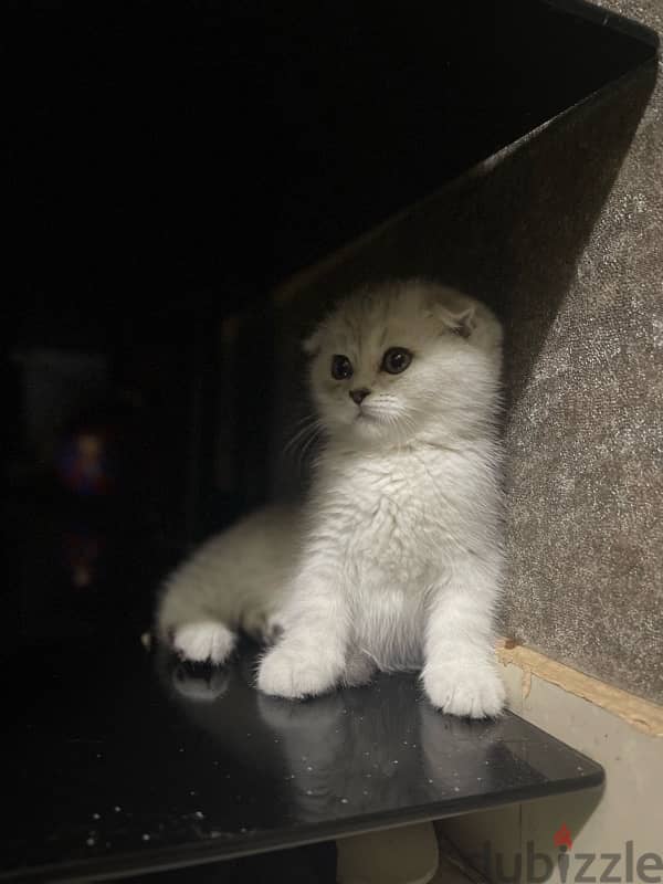 silver female kitten/ كتن نثيه 3