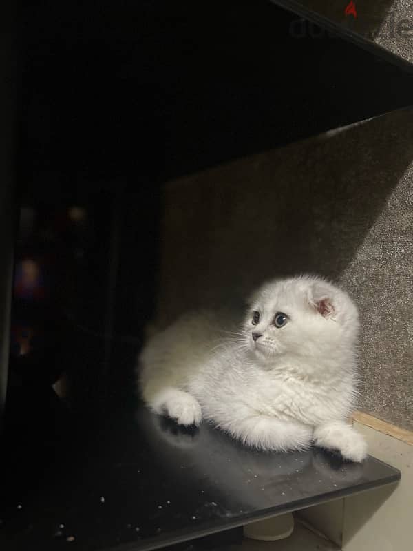 silver female kitten/ كتن نثيه 4