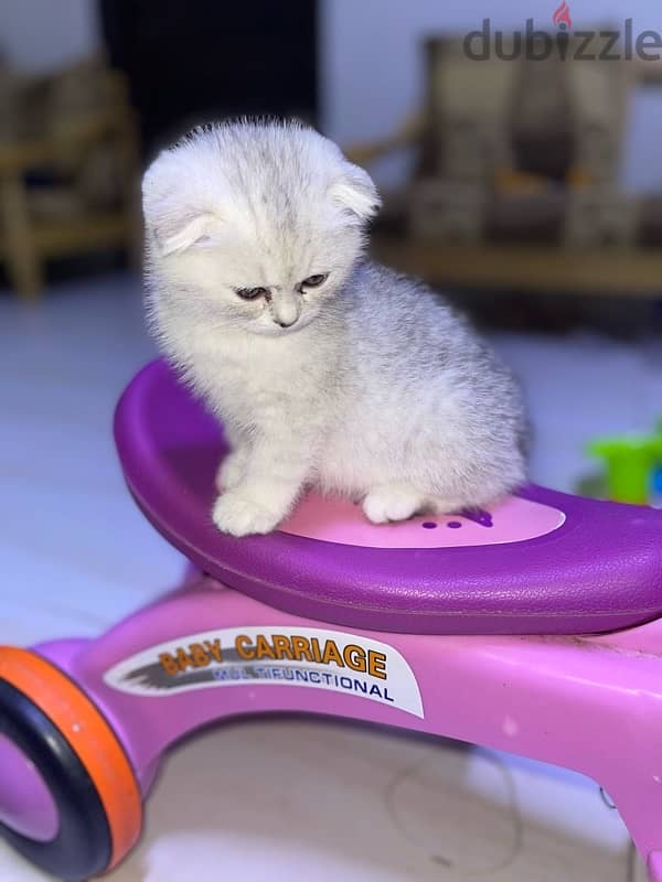 silver female kitten/ كتن نثيه 5