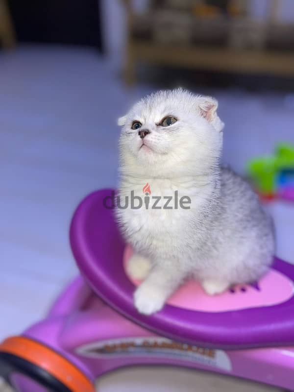 silver female kitten/ كتن نثيه 6