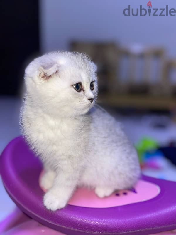 silver female kitten/ كتن نثيه 7