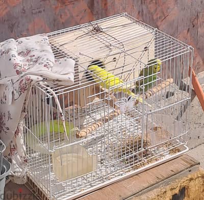 Love birds for sale 10bd with small cage.