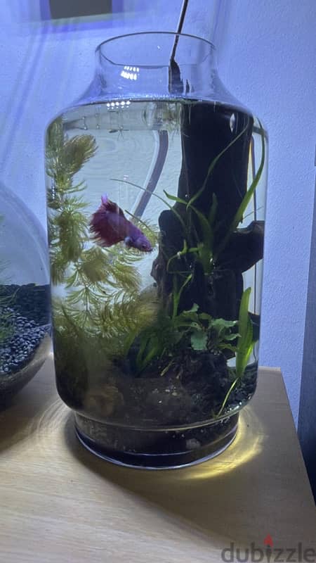 Plants in an Aquarium with fish 0