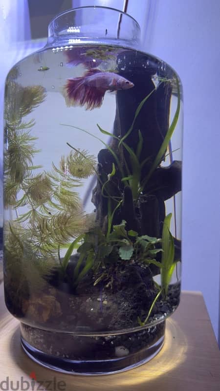 Plants in an Aquarium with fish 1