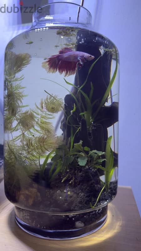 Plants in an Aquarium with fish 2