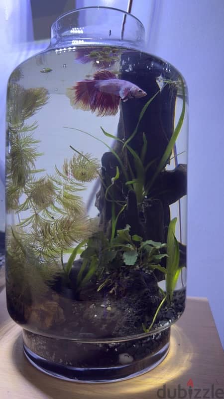 Plants in an Aquarium with fish 3