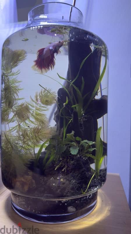 Plants in an Aquarium with fish 4