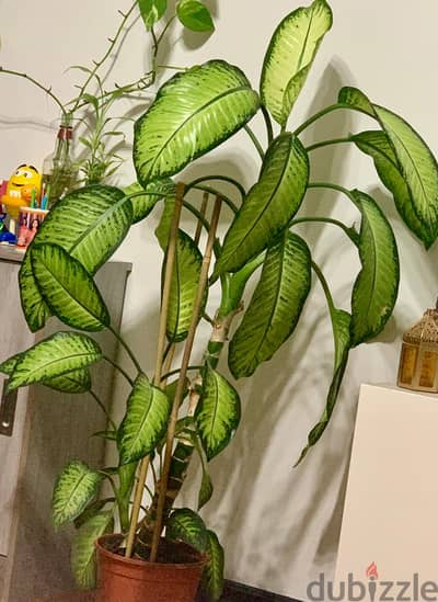 Indoor plant for sale - Immediate selling