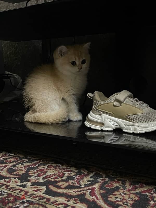 Golden British male kitten/جولد بريتيش كتن 2