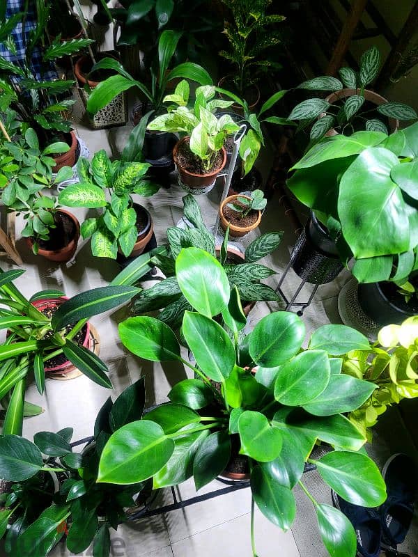 plants and furniture for sale 6