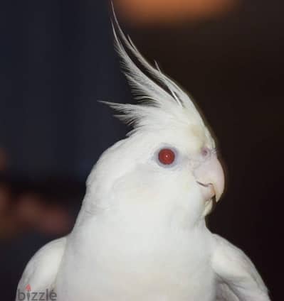 Albino Cocktail  Male and Female for sale