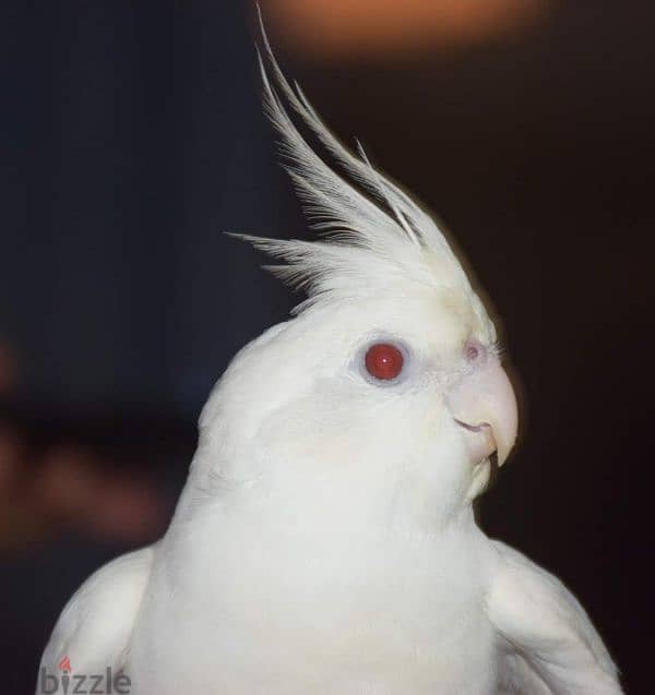 Albino Cocktail  Male and Female for sale 0