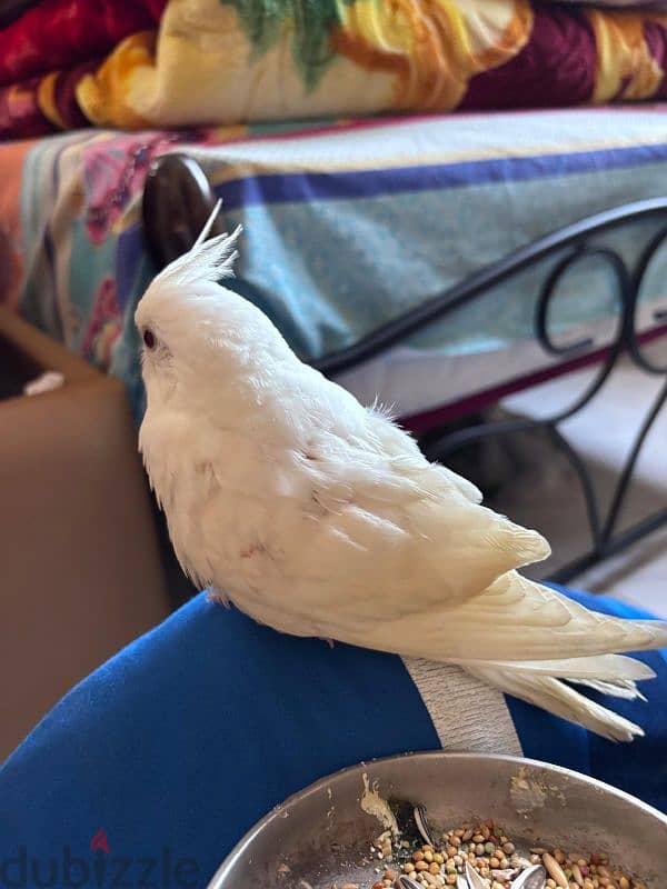 Albino Cocktail  Male and Female for sale 1