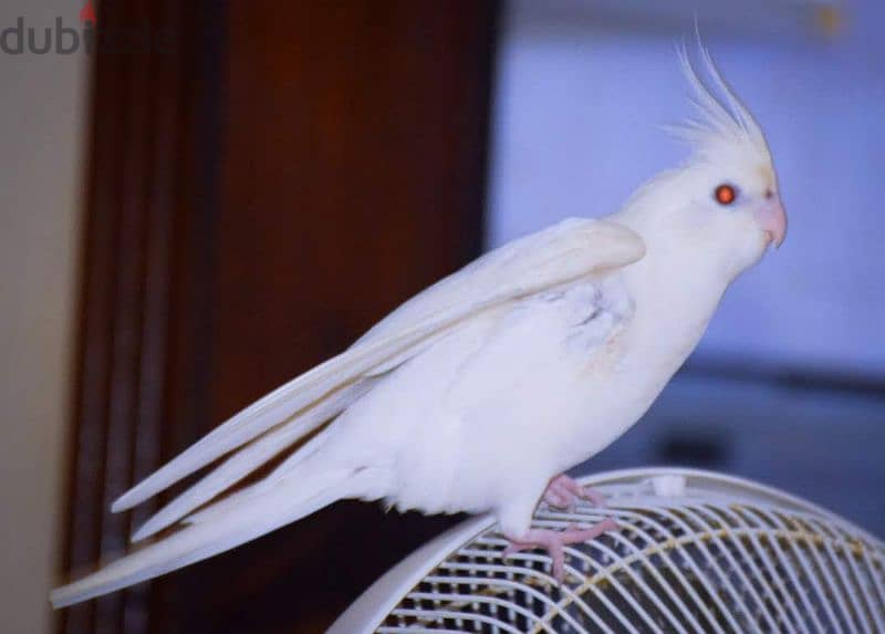 Albino Cocktail  Male and Female for sale 8