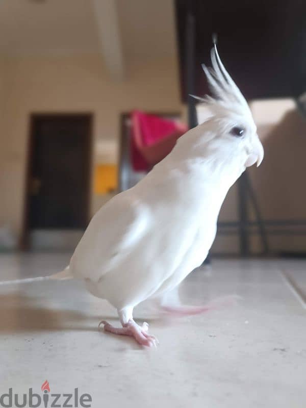 Albino Cocktail  Male and Female for sale 10