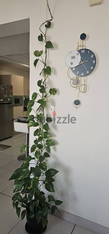 Money plant with pot