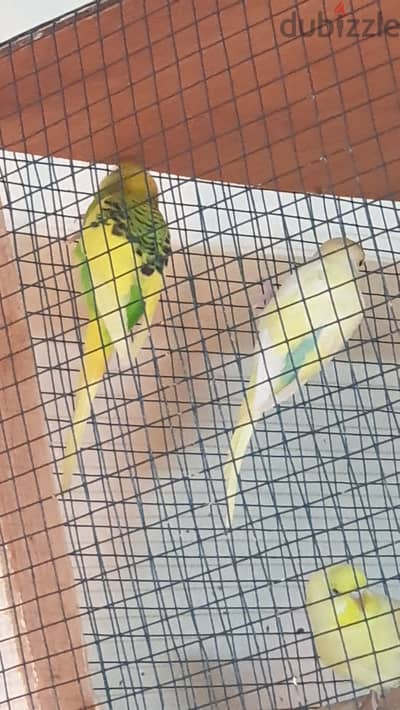 10bd breeding pair with cage