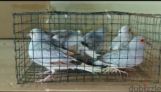 Diamond dove for sale