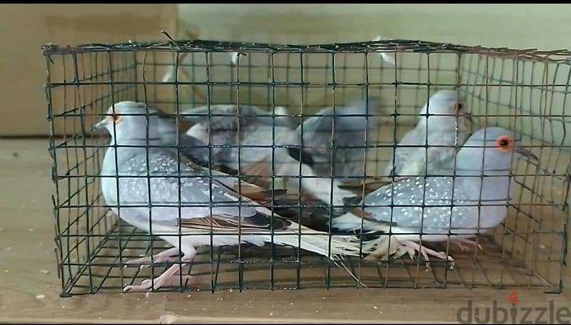 Diamond dove for sale 0