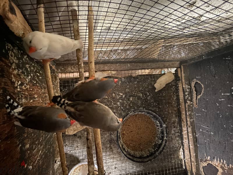 finches for sale 0