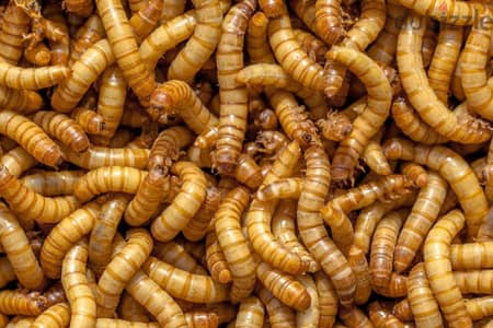 mealworms pet food for captive reptiles,fish,birds100 pieces for 2 bd