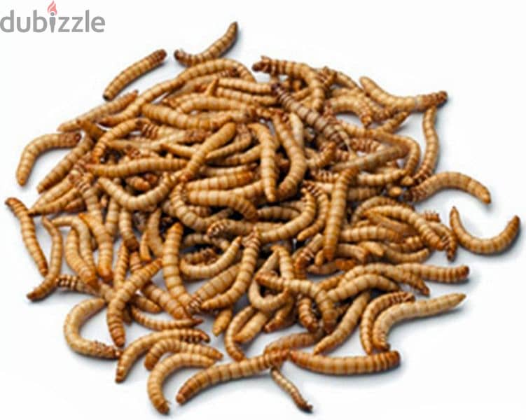 mealworms pet food for captive reptiles,fish,birds100 pieces for 2 bd 1