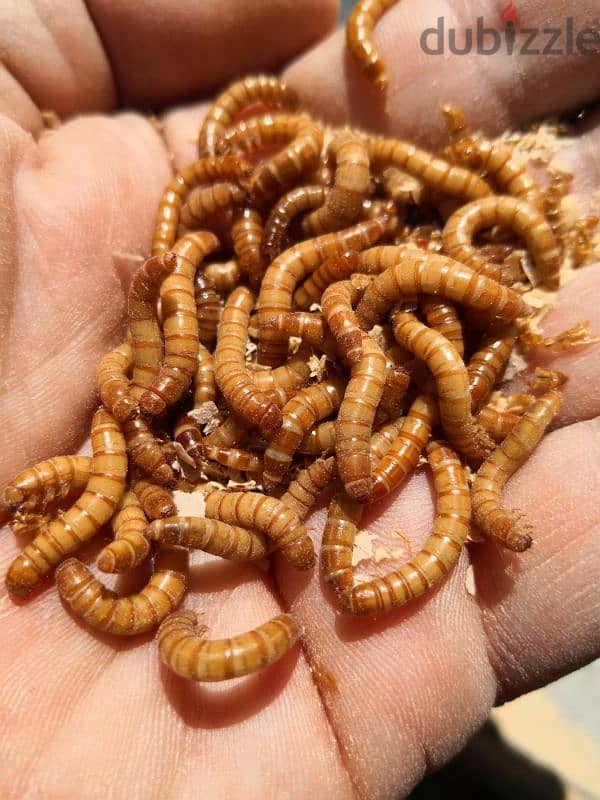 mealworms pet food for captive reptiles,fish,birds100 pieces for 2 bd 2