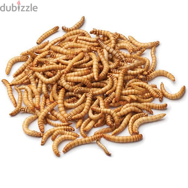 mealworms pet food for captive reptiles,fish,birds100 pieces for 2 bd 4