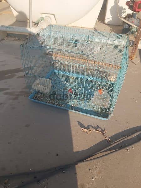 7 to 8 cage for sale 4 bd each 1