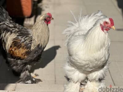 AMERICAN BRAHMA ROOSTER