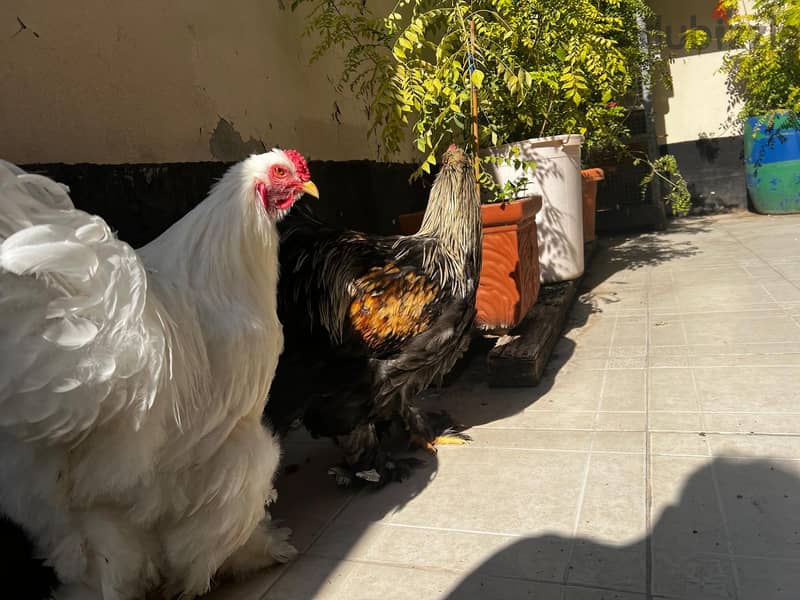 AMERICAN BRAHMA ROOSTER 2