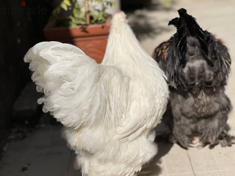 AMERICAN BRAHMA ROOSTER 3