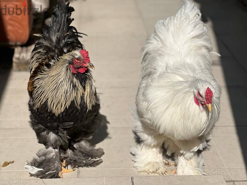 AMERICAN BRAHMA ROOSTER 4