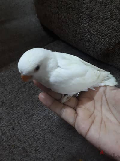 tamed love birds for sale