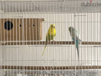 Parrot with cage 8bd