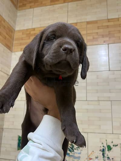 imported chocolate labrador