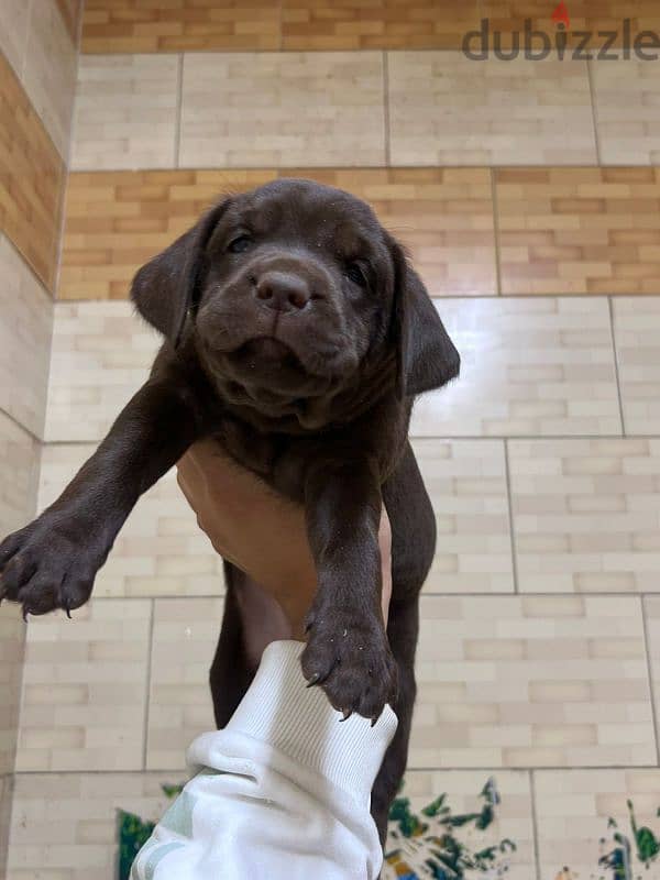 imported chocolate labrador 1