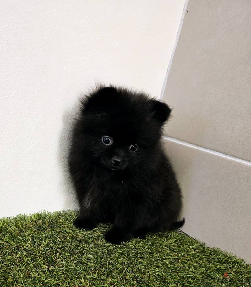 Pomeranian, mini toy poodle, jack Russell,pekingese 0