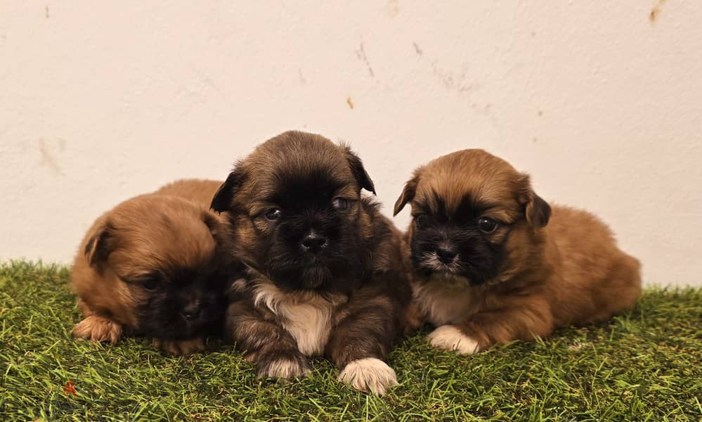 Pomeranian, mini toy poodle, jack Russell,pekingese 1