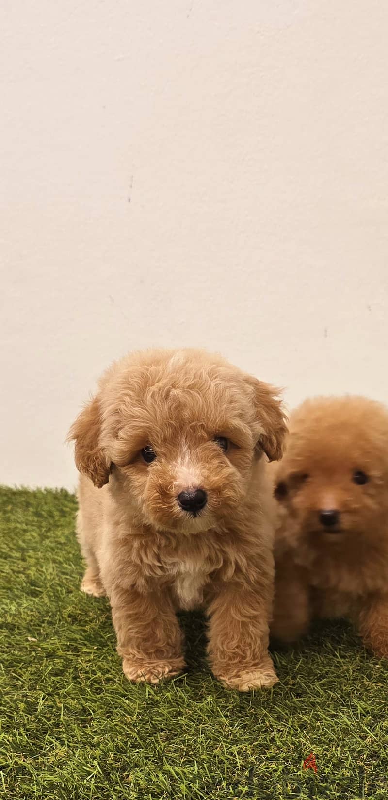 Pomeranian, mini toy poodle, jack Russell,pekingese 2