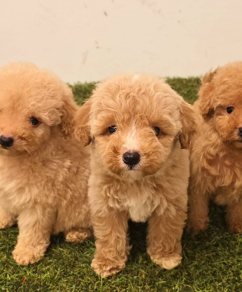 Pomeranian, mini toy poodle, jack Russell,pekingese 3