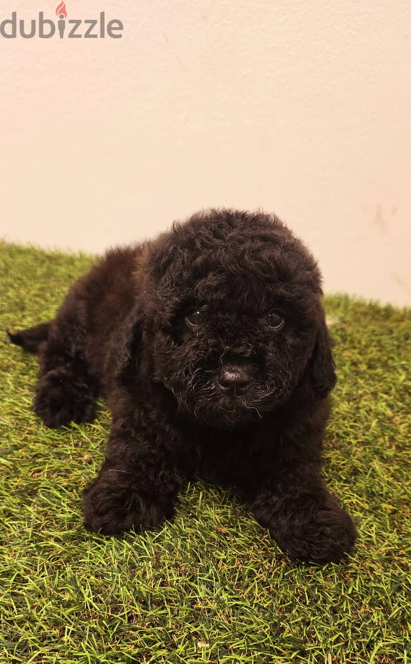 Pomeranian, mini toy poodle, jack Russell,pekingese 4