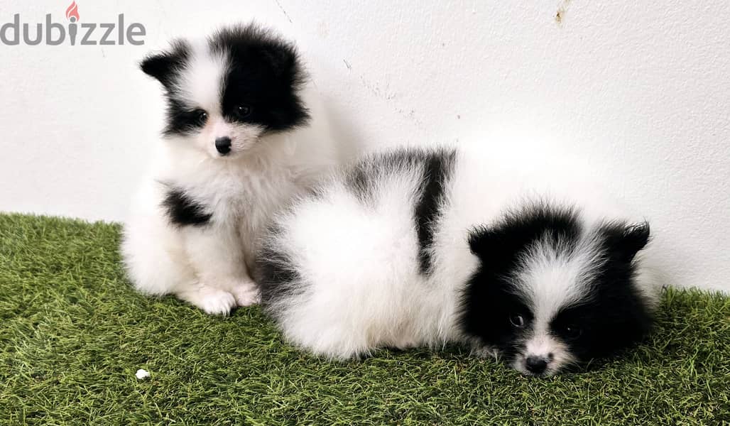 Pomeranian, mini toy poodle, jack Russell,pekingese 9